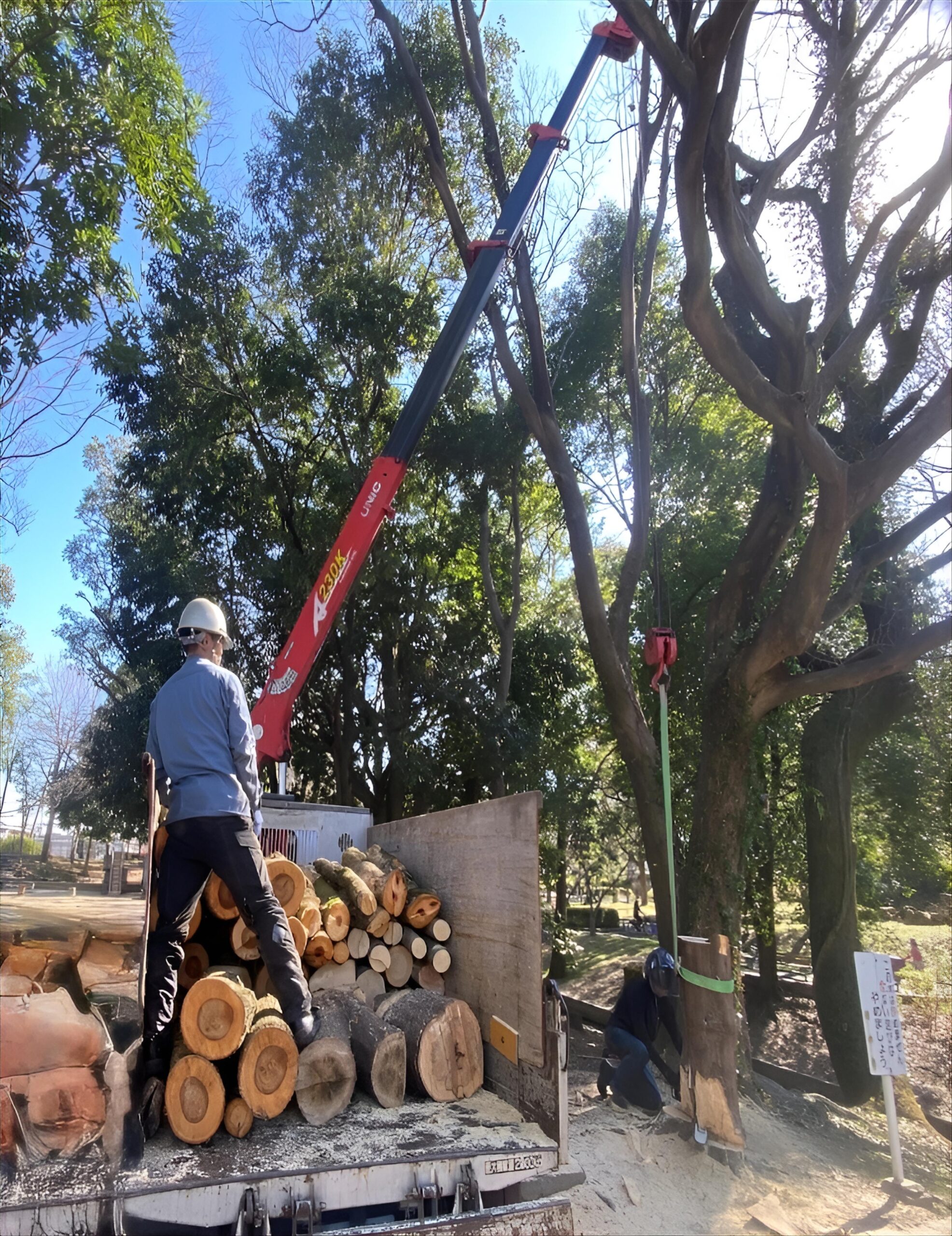 老木の伐採作業